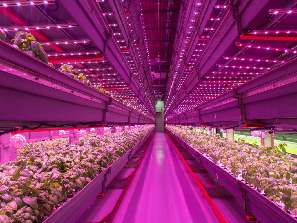 Indoor horticulture facility with LED lights